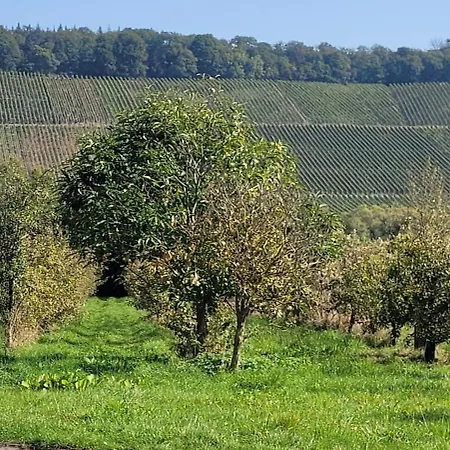 Weingut Raevenhof Guest house Ayl