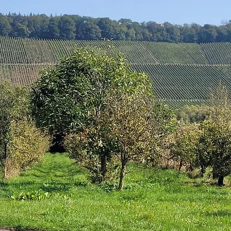 Weingut Raevenhof Гостевой дом Ayl